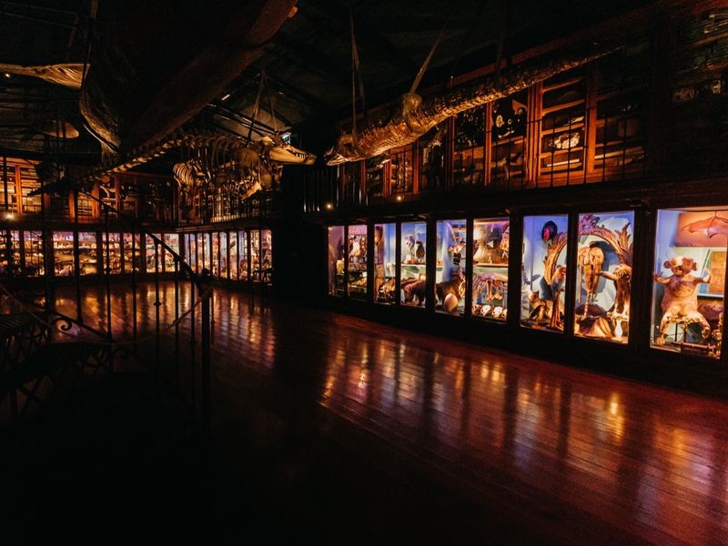 The darkened hall of the Cabinet of Curiosities, lit only by its rows of glass cases.