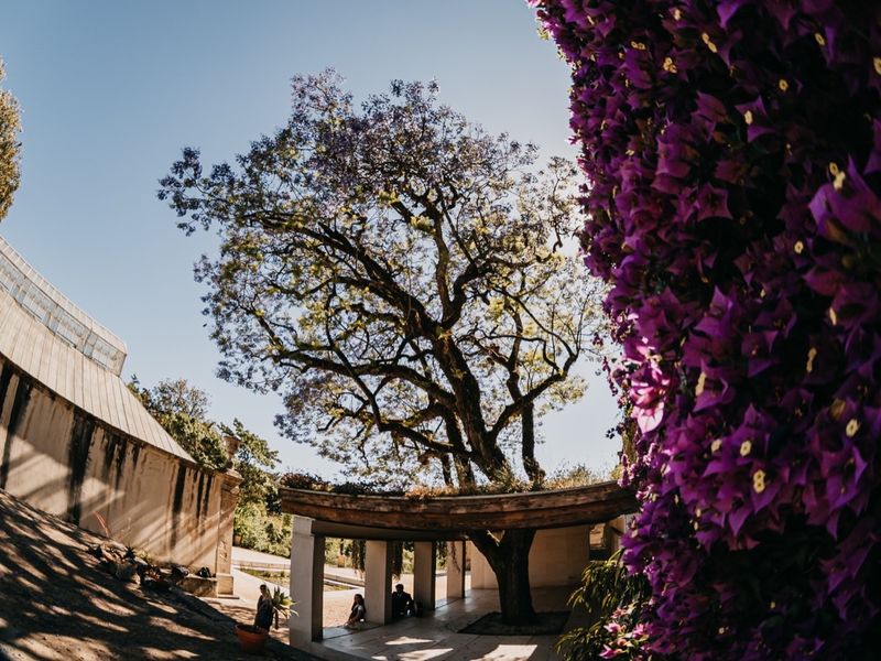 Purple bougainvillea spilling over a wall beside a path in the Botanical Garden.