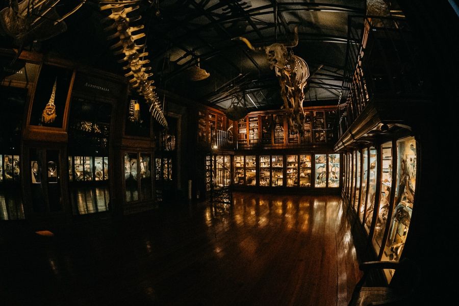 Specimens suspended above the display cases of the Cabinet of Curiosities.