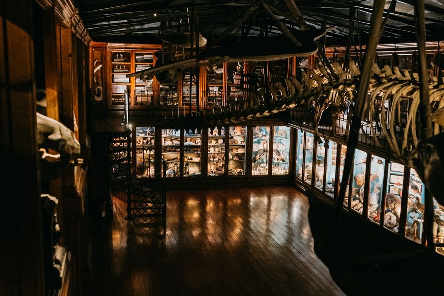 The lit cases of the Cabinet of Curiosities reflected in the polished floor.