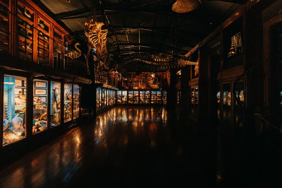 A wall of cabinets in the Cabinet of Curiosities, each case densely filled with specimens.