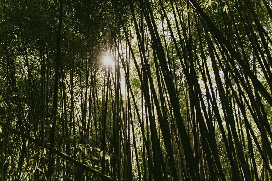 Sunlight through the bamboo grove of the Botanical Garden.