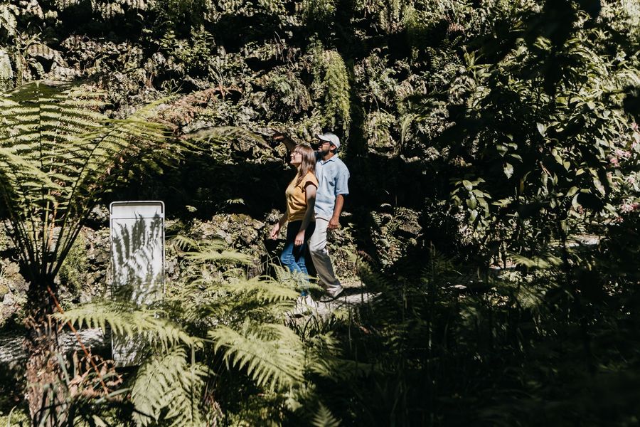 Two visitors among the tree ferns of the cold greenhouse.
