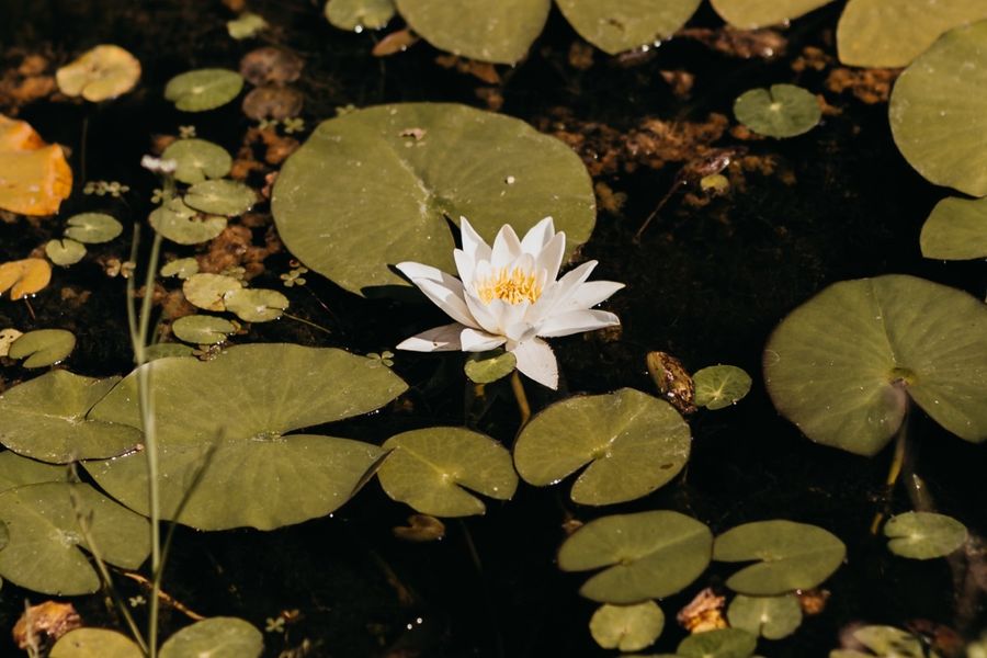 Water lilies covering a pond in the Botanical Garden.